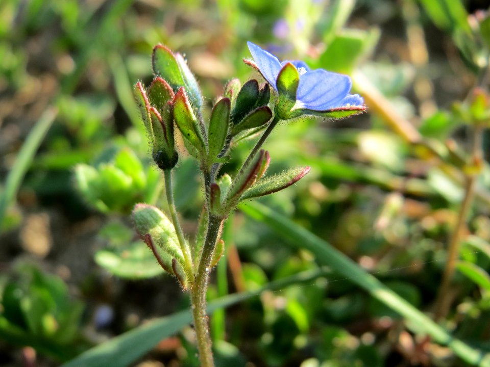 20150320Veronica_triphyllos12