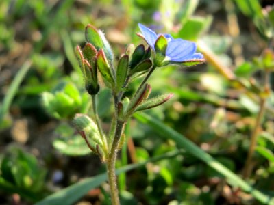 20150320Veronica_triphyllos12