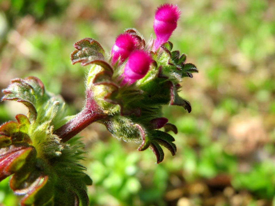 20150405Lamium_amplexicaule4