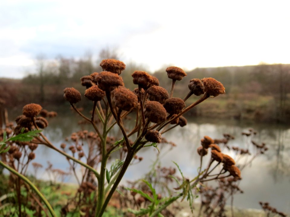 20150104Tanacetum_vulgare1