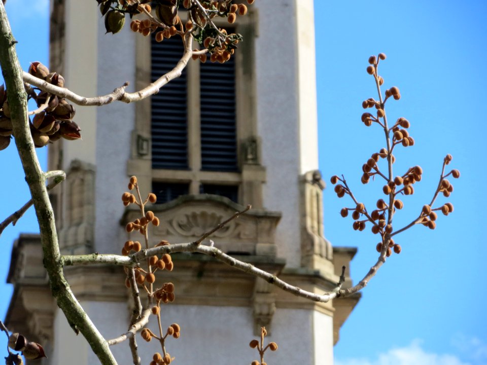 20150331Paulownia_tomentosa5