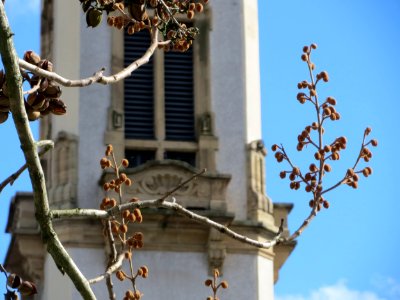 20150331Paulownia_tomentosa5