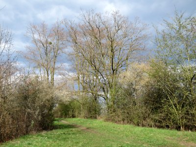 20150405Prunus_cerasifera3