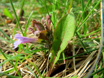 20150405Glechoma_hederacea1