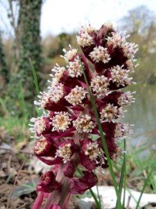 20150328Petasites_hybridus4
