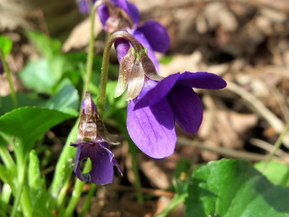 20150405Viola_odorata3