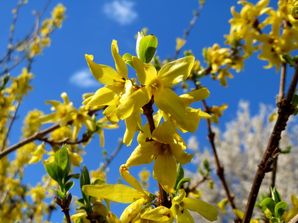 20150405Forsythia_x_intermedia2