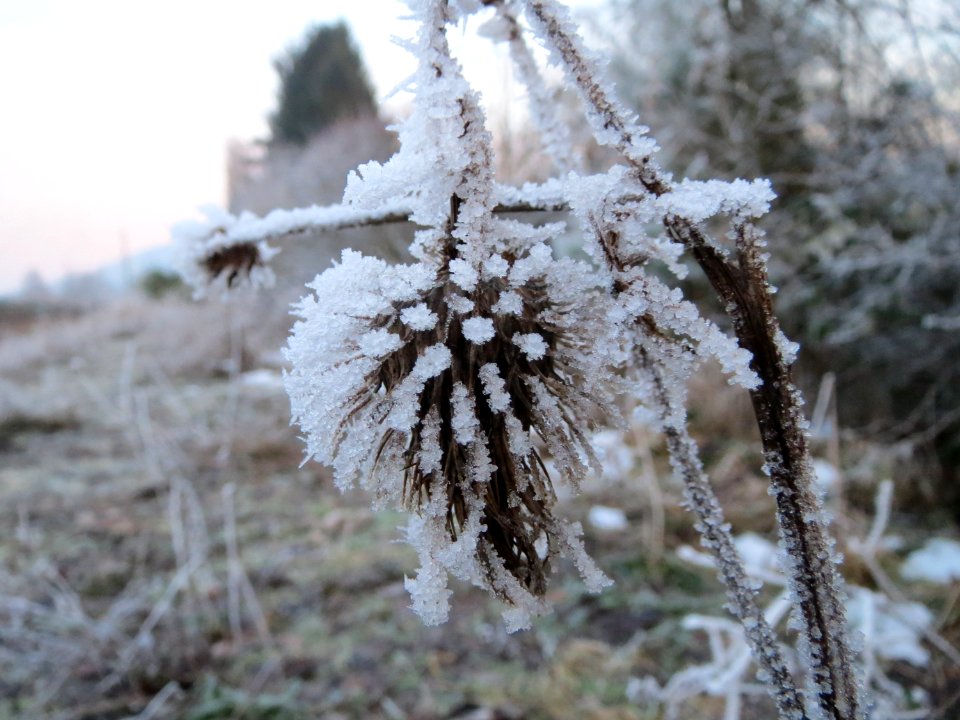 20150106Cirsium_vulgare