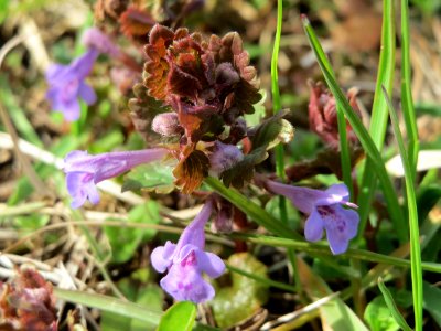 20150405Glechoma_hederacea2