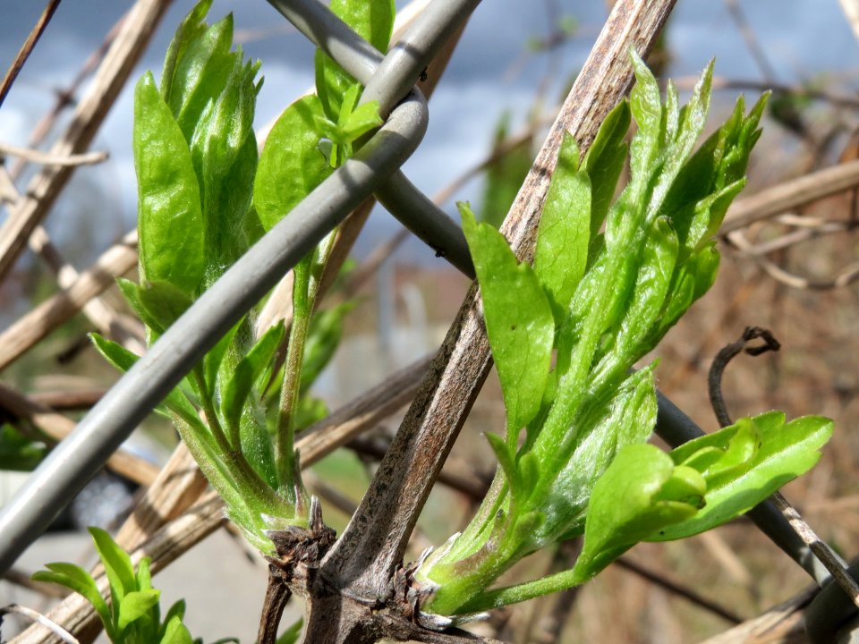 20150331Clematis_vitalba1