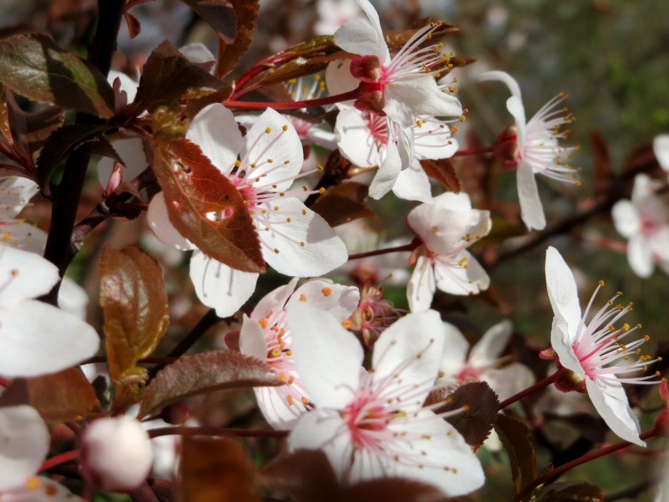20150405Prunus_cerasifera4