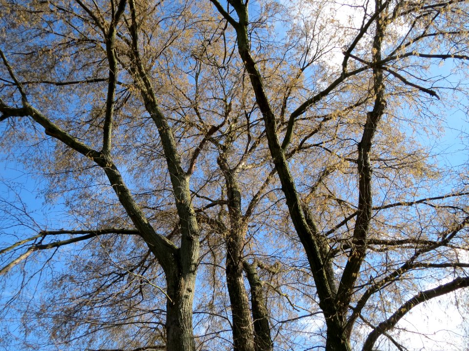 20150402Ulmus_minor06