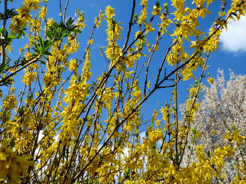 20150405Forsythia_x_intermedia1