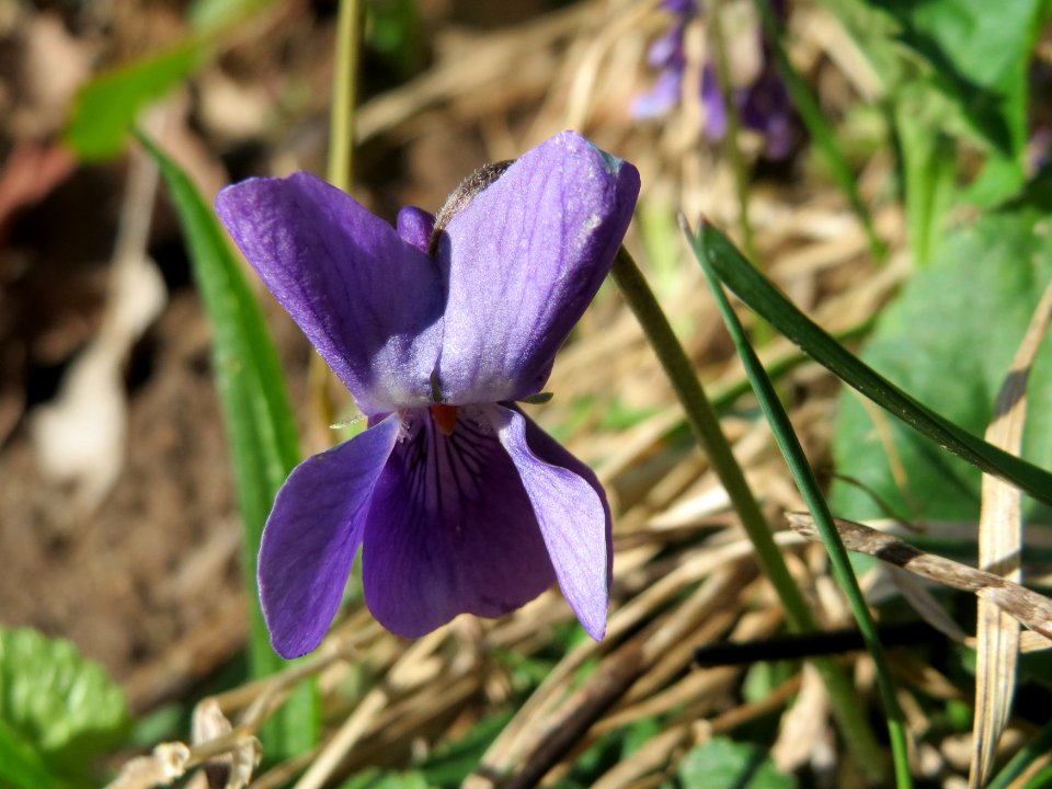 20150402Viola_odorata1