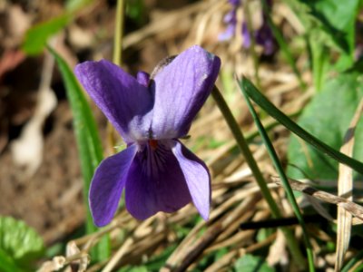 20150402Viola_odorata1