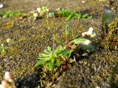 20150330Draba_verna3