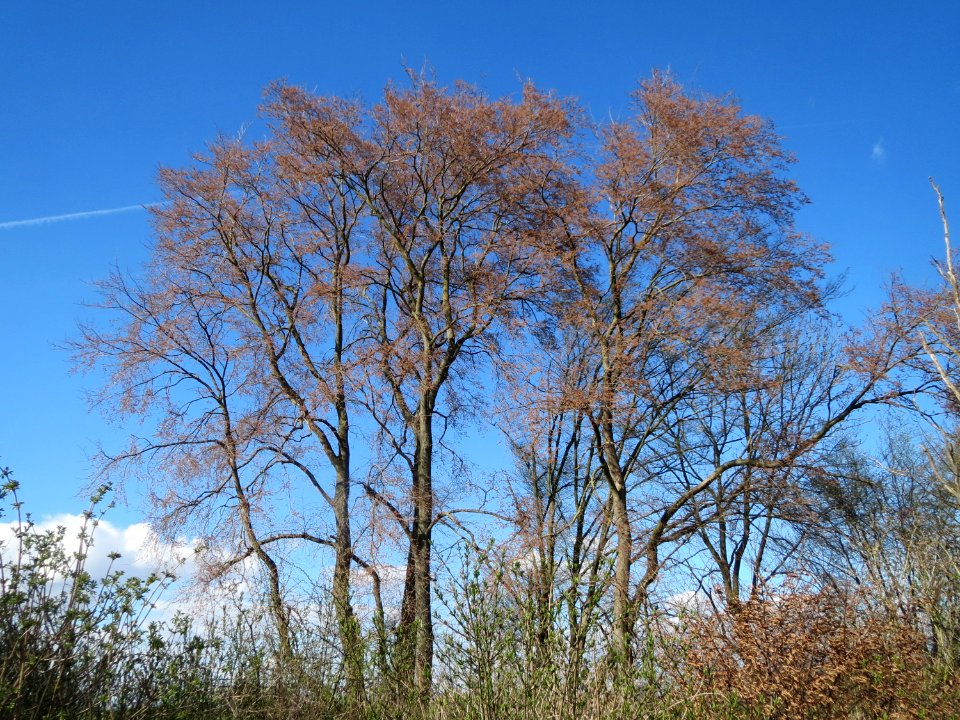 20150402Ulmus_minor05