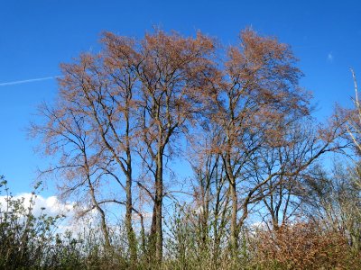 20150402Ulmus_minor05