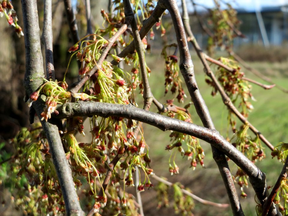 20150402Ulmus_minor09