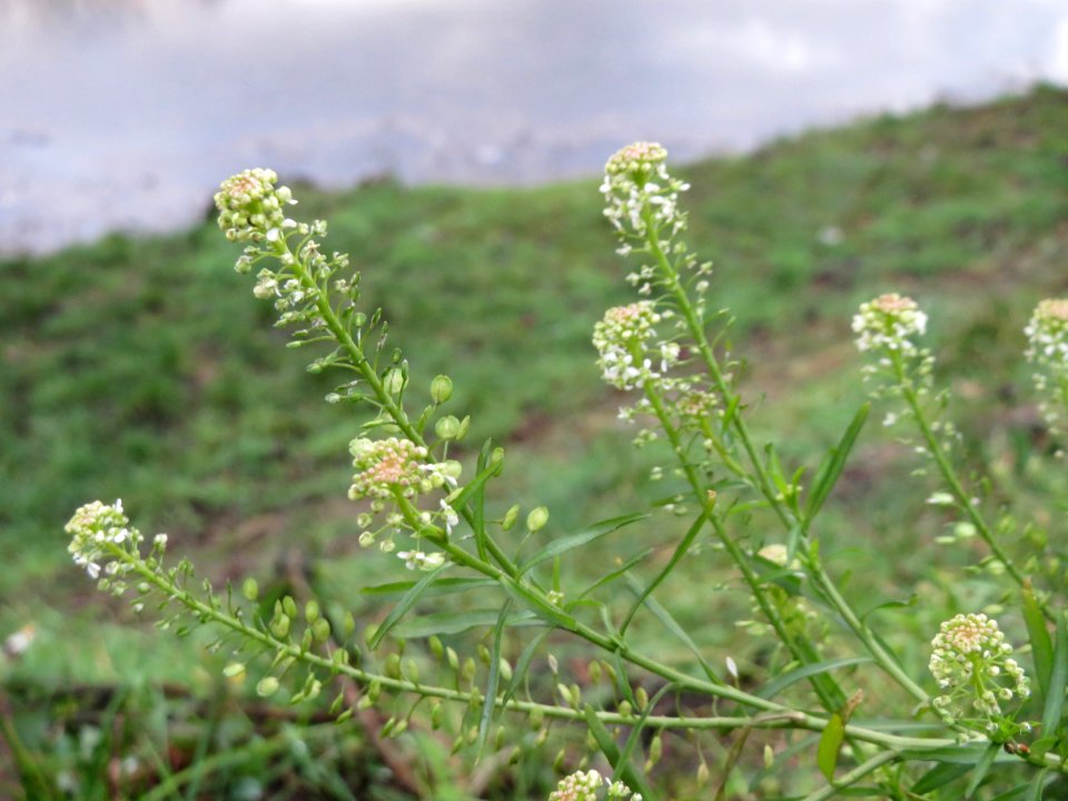 20150104Lepidium_virginicum1