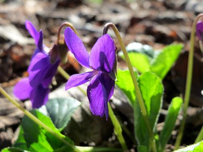 20150402Viola_odorata3