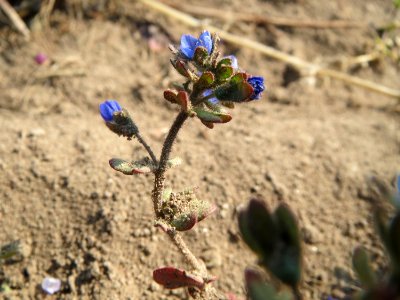 20150320Veronica_triphyllos11