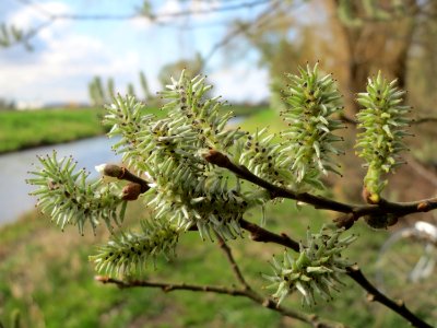 20150402Salix_cinerea4
