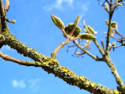 20150402Viburnum_lantana1