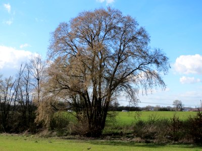 20150402Ulmus_minor01