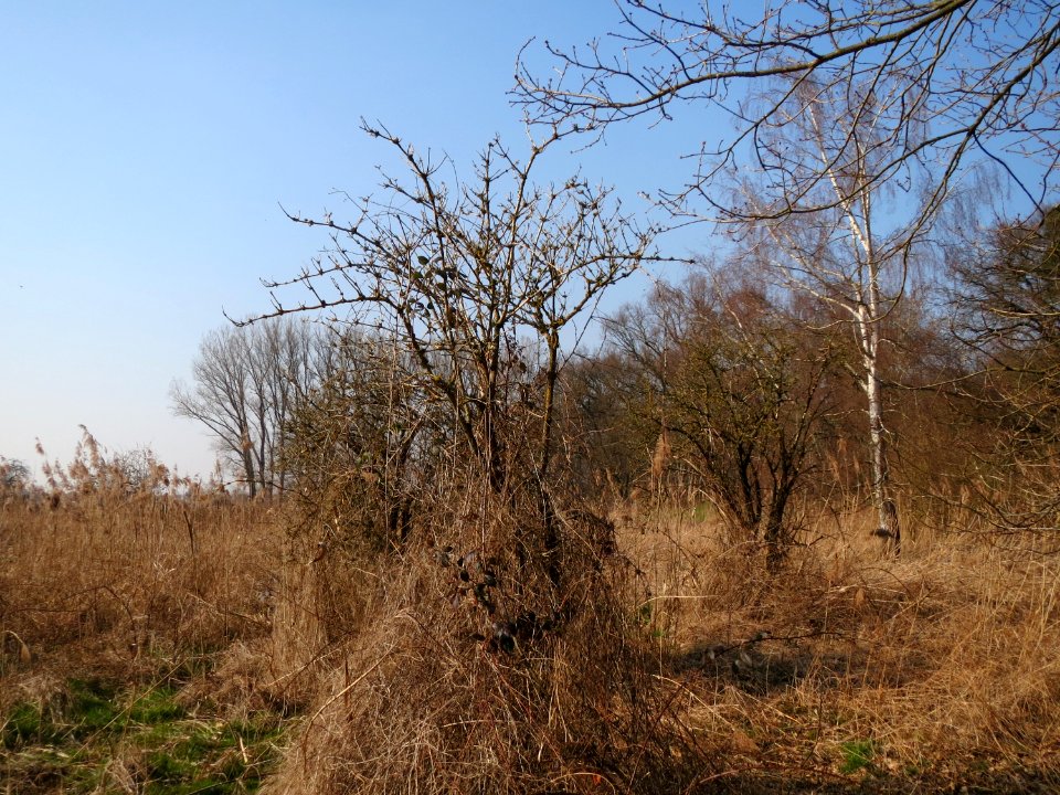 20150320Sambucus_nigra1