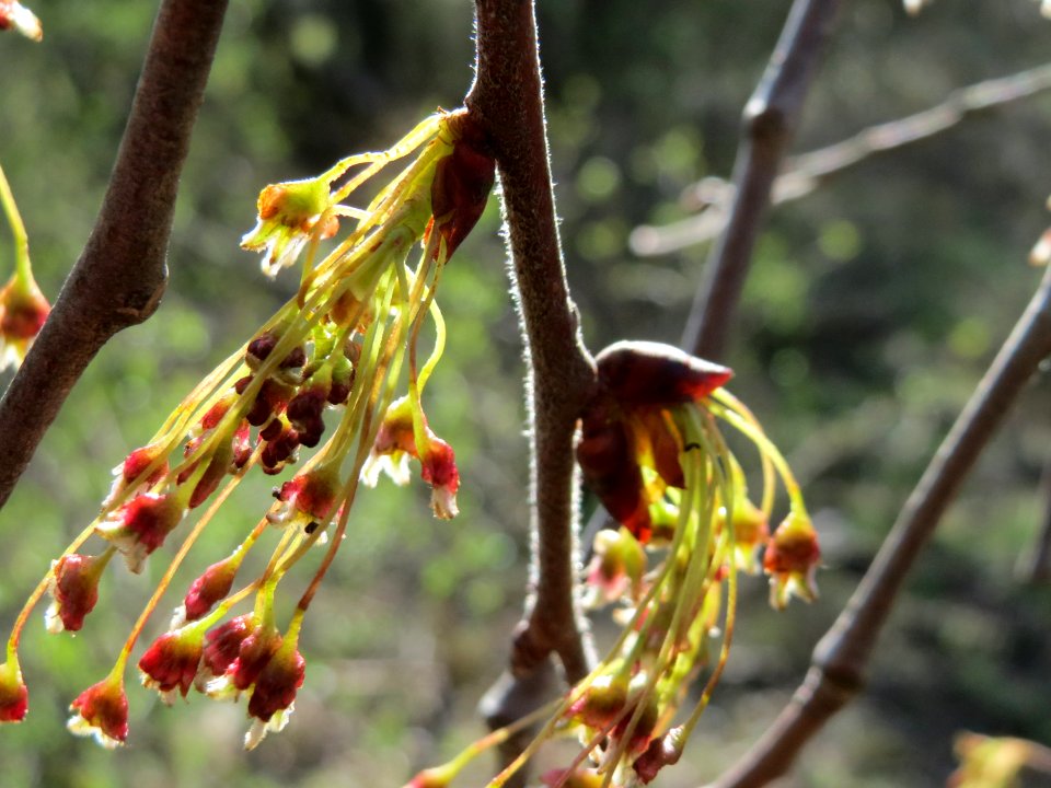 20150402Ulmus_minor10