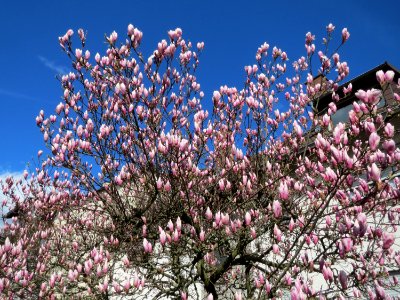 20150402Magnolia_x_soulangeana1