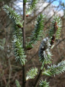 20150402Salix_cinerea5
