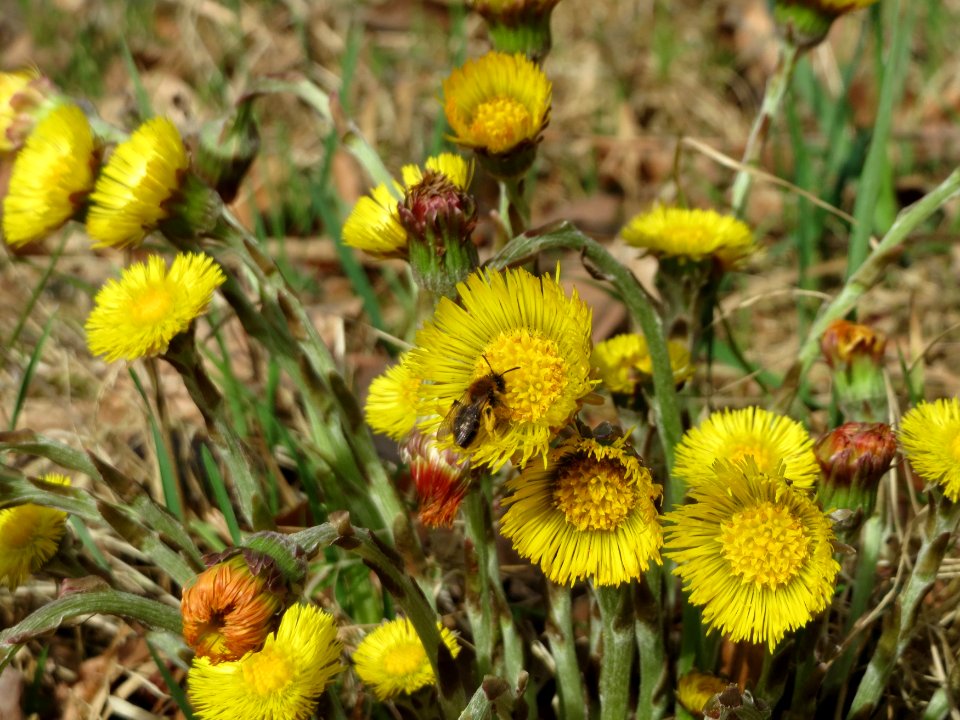 20150403Tussilago_farfara9