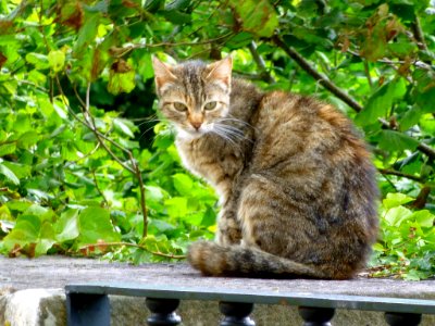 2015_Salinas_de_Léniz_(Leintz-Gatzaga)_-_gato_2