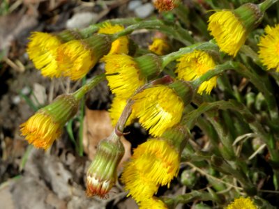 20150403Tussilago_farfara6