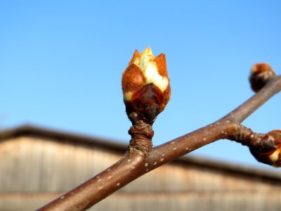 20150320Pyrus_communis1