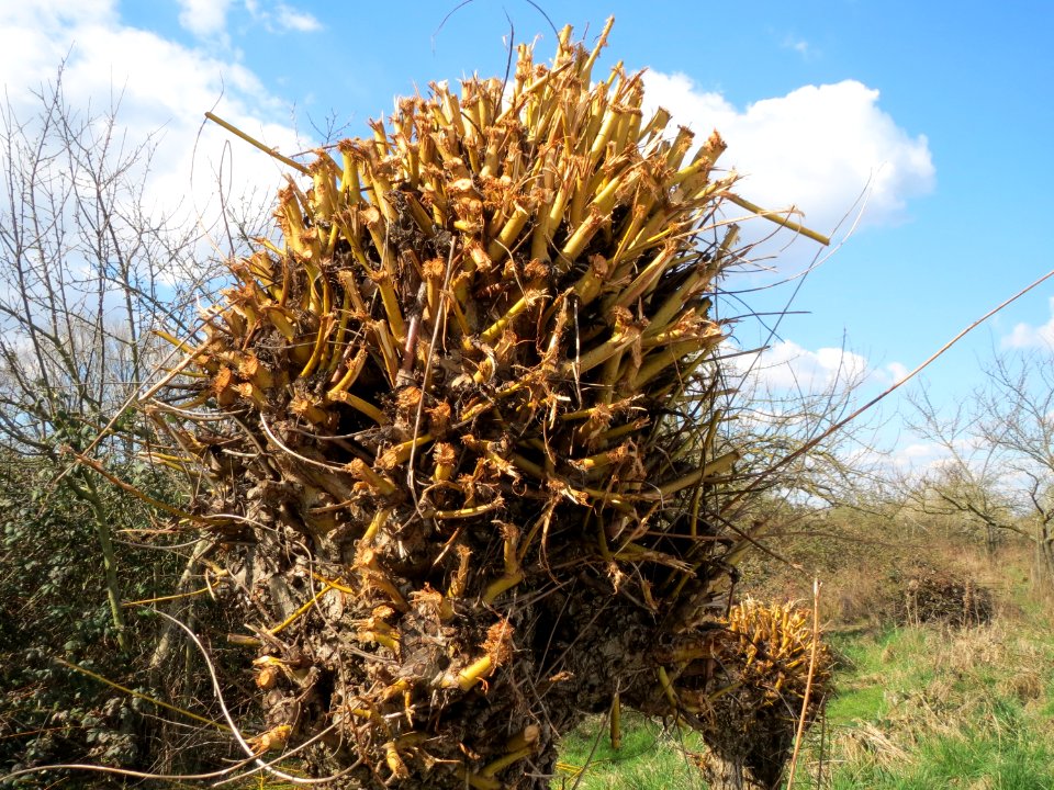 20150405Salix_alba2