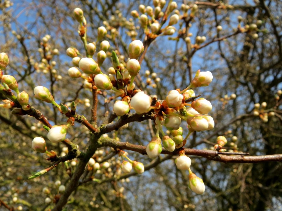 20150320Prunus_cerasifera3