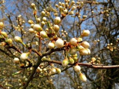 20150320Prunus_cerasifera3