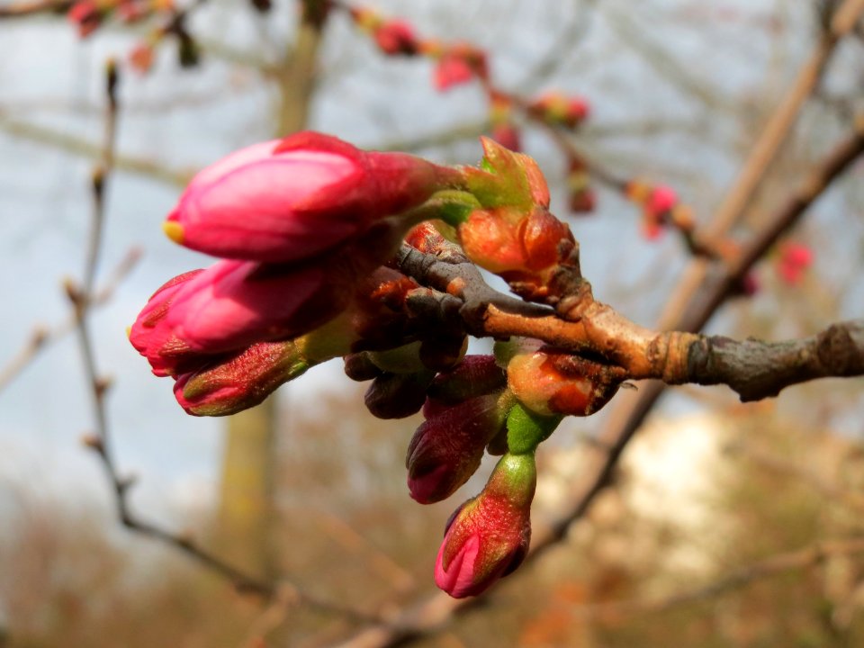 20150321Prunus_serrulata2