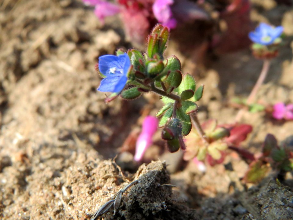 20150320Veronica_triphyllos06