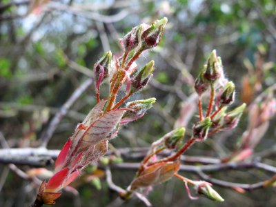 20150405Amelanchier_lamarckii1