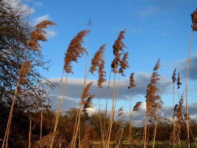 20150202Phragmites_australis5