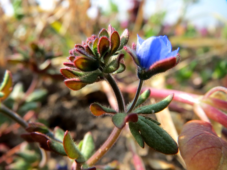 20150320Veronica_triphyllos04