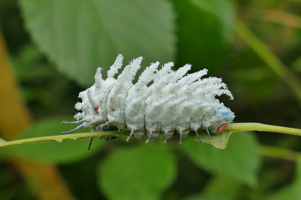 Close up nature thick caterpillar