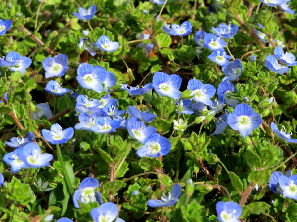 20150403Veronica_persica1