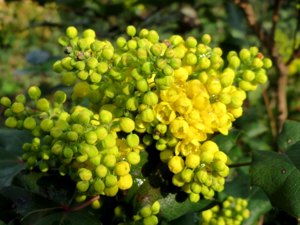20150404Mahonia_aquifolium1