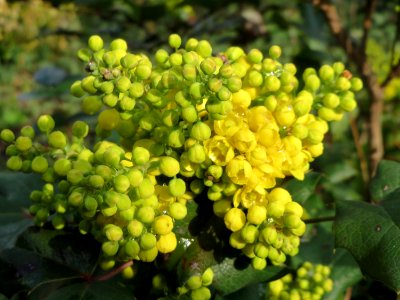 20150404Mahonia_aquifolium1