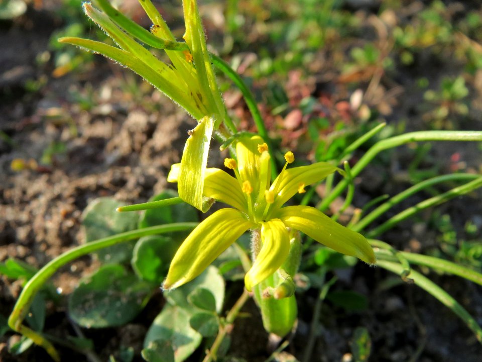20150321Gagea_villosa